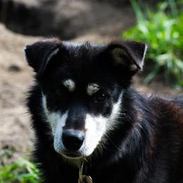 Beacon - Alaskan Husky