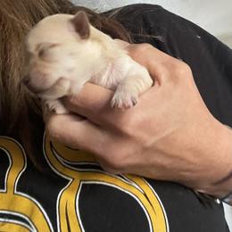Pierce - White and tan male Morkie puppy in Taylorsville, North Carolina from Mountain Top Hot Tailz