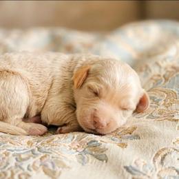 Daisy - Cream female Goldendoodle puppy in Meridian, Idaho from Lucy's Golden Doodles