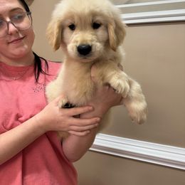 Shimmer - Golden female Golden Retriever puppy in Disputanta, Virginia from Silver Myst Acres