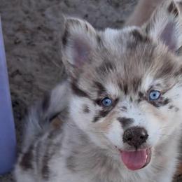 Daisy - Merle female Pomsky puppy in Spring Hill, Florida from PDQ Pomskies