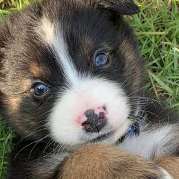 Australian Shepherds from Blue eyes over Texas aussies