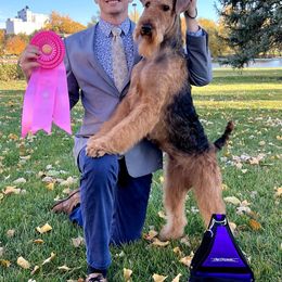 Dottie - Airedale Terrier