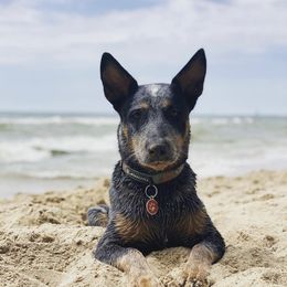 Australian Cattle Dog Puppies from SB Heelers Cattle Dogs and Performance Horses