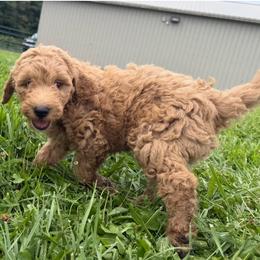 Swiss - Gold male Bordoodle puppy in Canfield, Ohio from Poo's Doo's & Inu's