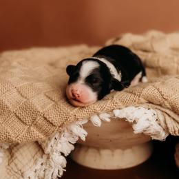 Parsley - Tri-color male Bernedoodle puppy in Grants Pass, Oregon from Royal Empire Bernedoodles
