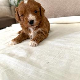 Milo - Red male Australian Labradoodle puppy in Auburn, California from Poodles and Labradoodles breeder