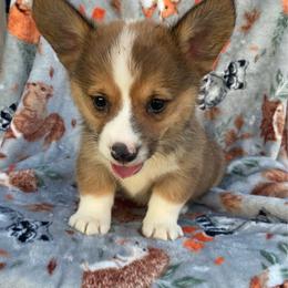 Blue - White and red male Pembroke Welsh Corgi puppy in Beulaville, North Carolina from Windy Acres Pembroke Welsh
