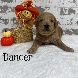 Dancer - Apricot male Goldendoodle puppy in Nortonville, Kentucky from Deb’s KY Doodles