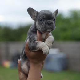 Mufasa - Blue male French Bulldog puppy in Austin, Texas from Ward's Frenchies 2 Yours