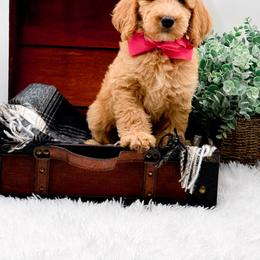 Ginger - Apricot female Goldendoodle puppy in North Carolina from NC Doodle Puppies