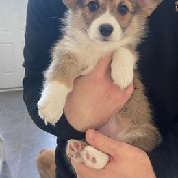 Pembroke Welsh Corgi Puppies from Rainbow Corgi Farms