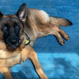 German Shepherds from Golly-G German Shepherds