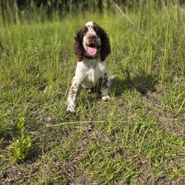 Hank - Liver and white male English Springer Spaniel puppy in Jesup, Georgia from 31 Pines Kennels