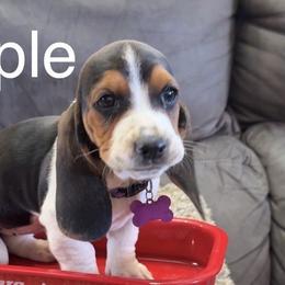Basset Hounds from virene Shaffer