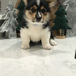 Pembroke Welsh Corgi Puppies from 3B Corgis