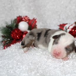 Miniature American Shepherd Puppies from Lone Pine Miniature American Shepherds