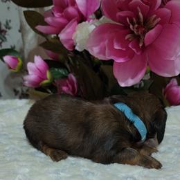 Dachshund Puppies from CLARK'S BREEDING PROGRAM