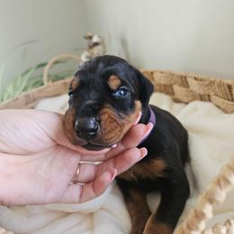 Lyra (purple) - Black and rust female Doberman Pinscher puppy in Hamilton, Ohio from Little Dragon Dobermans