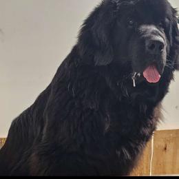 Pepper - Newfoundland
