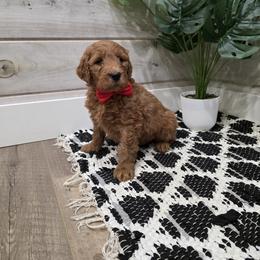Star - Red  female Goldendoodle puppy in Sugarcreek, Ohio from True Hearted Doodles
