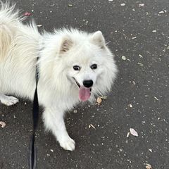 Pierre - Japanese Spitz