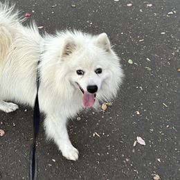 Pierre - Japanese Spitz