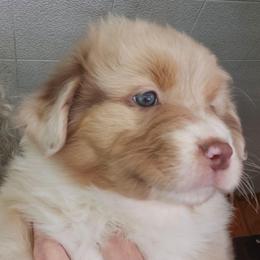 Joly ''Ember'' - Red merle female Australian Shepherd puppy in Athens, Tennessee from Mimi's Aussie