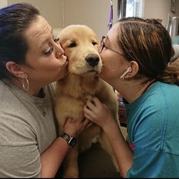 Golden Retriever and Pembroke Welsh Corgi Puppies from Silver Myst Acres