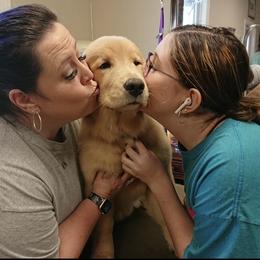 Golden Retriever and Pembroke Welsh Corgi Puppies from Silver Myst Acres