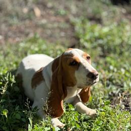 Winnie - Red and white female Basset Hound puppy in New Mexico from Zia Trail Doxies