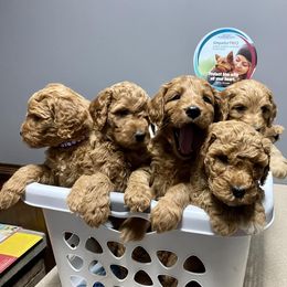 Goldendoodles and Poodles from Harris Family Doodles and Poodles