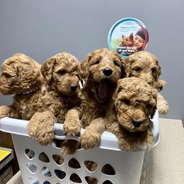 Goldendoodles and Poodles from Harris Family Doodles and Poodles
