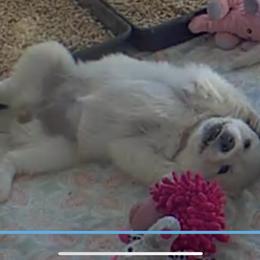 Golden Retriever Puppies from Wise-Taylor Goldens