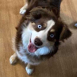 Skye - Miniature Australian Shepherd