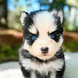 Finn - Black and white male Pomsky puppy in Grass Valley, California from Karalot Pomskies