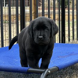 Orange boy - Black male Labrador Retriever puppy in Melissa, Texas from Westport Labradors