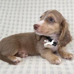 Leonard, Long Hair, Isabella and Cream, AKC - Fawn (isabella) and cream male Dachshund puppy in South Easton, Massachusetts from Depot Dachsies
