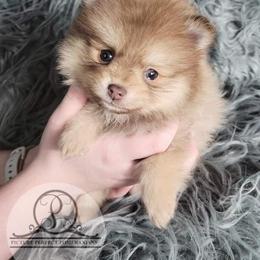 Pomeranian Puppies from Picture Perfect Pomeranians