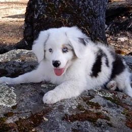 Aussiedoodle, Australian Shepherd, Miniature American Shepherd, and Miniature Australian Shepherd Puppies from Bline's Awesome Aussies