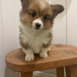 Pika - White and red male Pembroke Welsh Corgi puppy in Red Bluff, California from Wilder Ranch Corgis