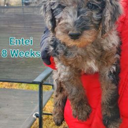 Aussiedoodle Puppies from Color Country Doodles