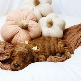 Pumpkin - Red  female Goldendoodle puppy in Georgia from Mother of Golden Doodles