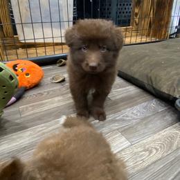 Girl 4 Pink collar - Liver female German Shepherd puppy in Pelham, North Carolina from P & P Shepherds