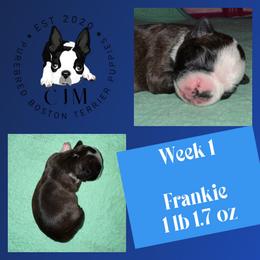 Frankie - Red male Boston Terrier puppy in Jupiter, Florida from CJM Boston and Boxer Puppies