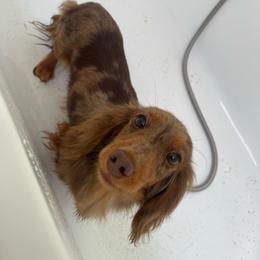 Cannoli - Dachshund