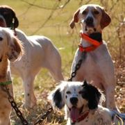 English Setters from Springpond Setters