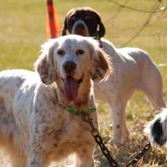 English Setters from Springpond Setters