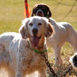 English Setters from Springpond Setters