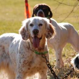 English Setters from Springpond Setters